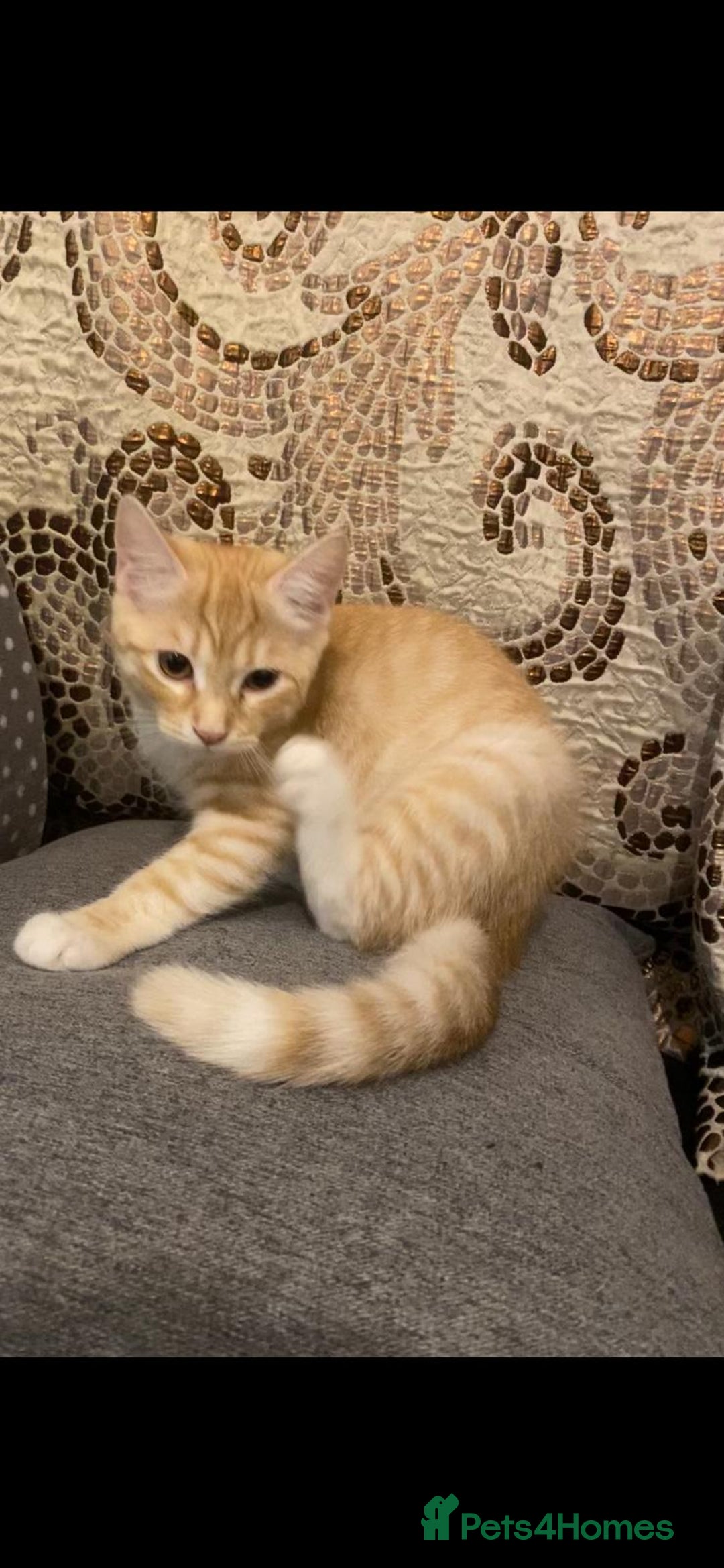 British Shorthair cats for sale: 7 Gorgeous ginger BSHxASH kittens to be rehomed - Image 5