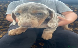 Miniature Dachshund dogs for sale: Miniature dachshund  - Image 11