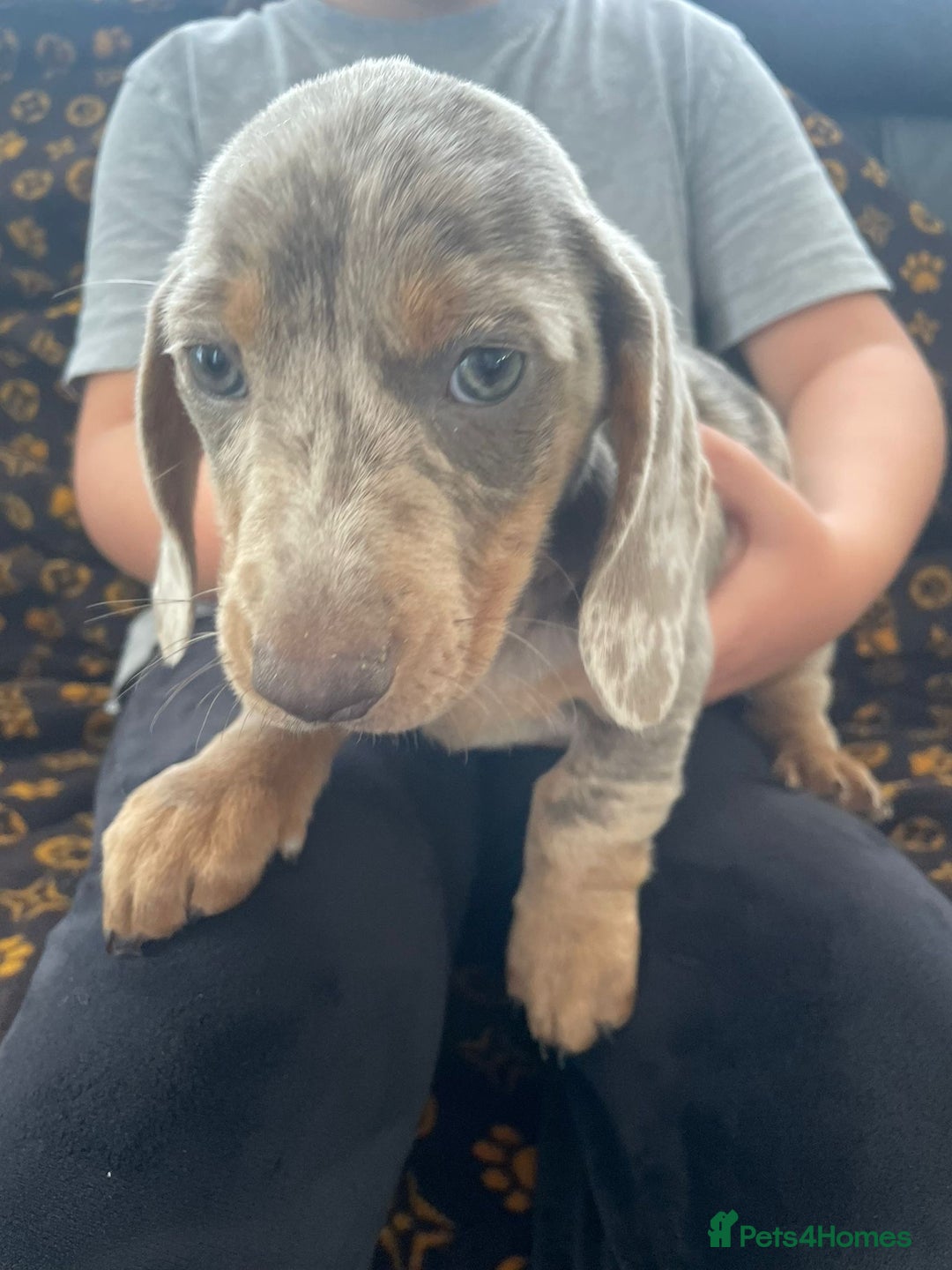 Miniature Dachshund dogs for sale: Miniature dachshund  - Image 11