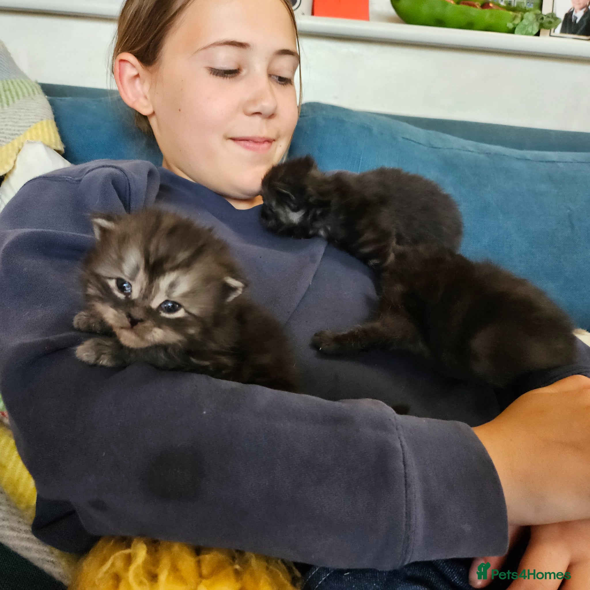 Persian cats for sale: Persian x kittens in Crewkerne - Advert 8