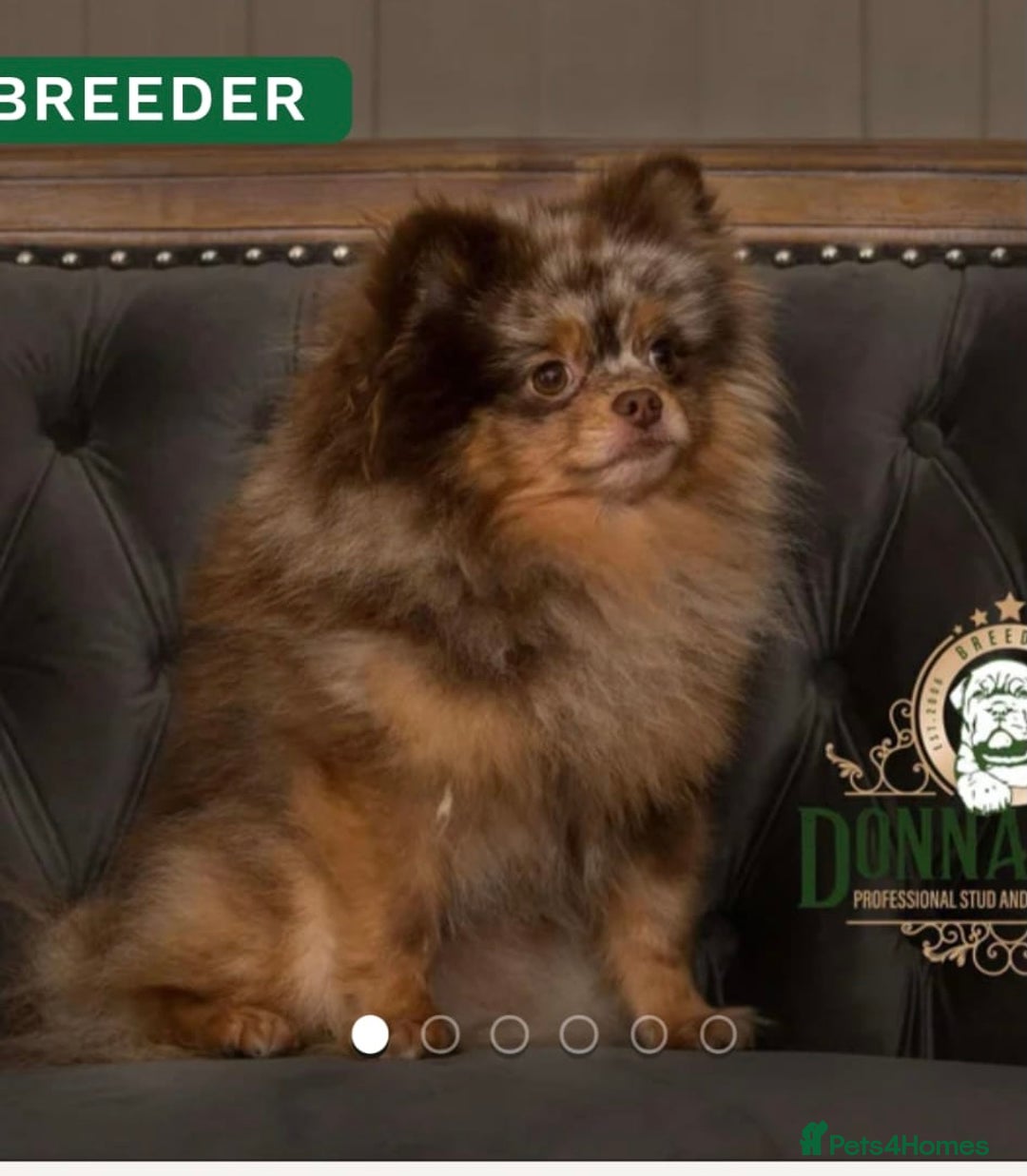 Pomeranian dogs for sale: Female Silver merl Pom  - Advert 5