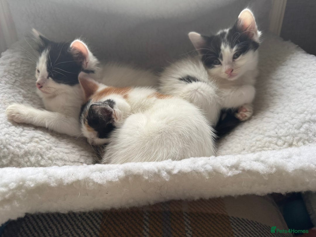 Mixed Breed cats for sale: Black white and ginger kittens for sale  - Image 3