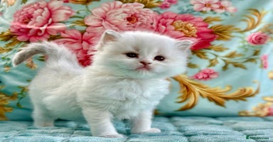 Ragdoll cats - Advert 8