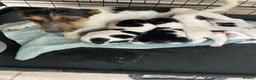 Jack Russell dogs for sale: Stunning litter of jackrussels  - Advert 12
