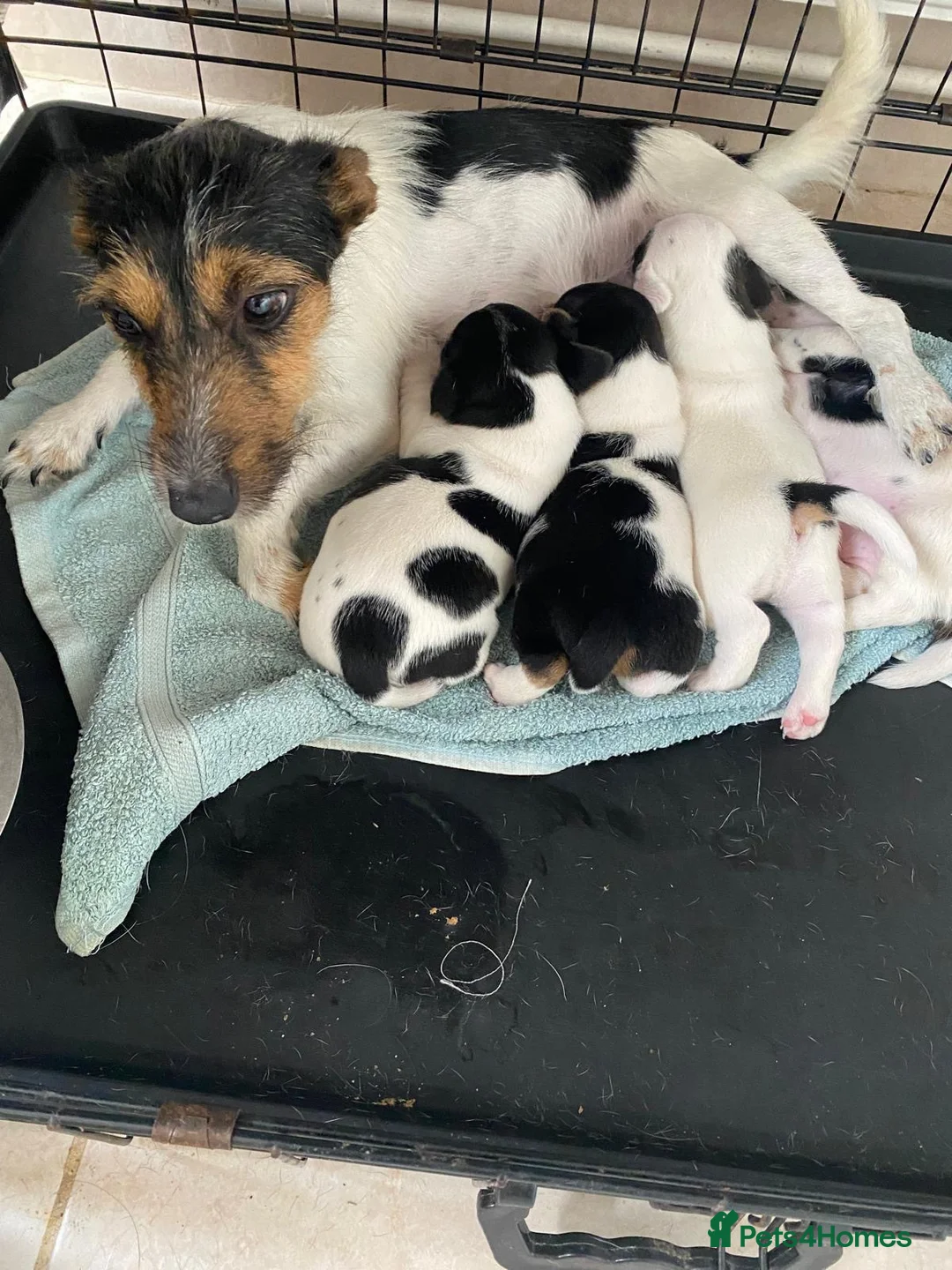 Jack Russell dogs for sale: Stunning litter of jackrussels  - Advert 12
