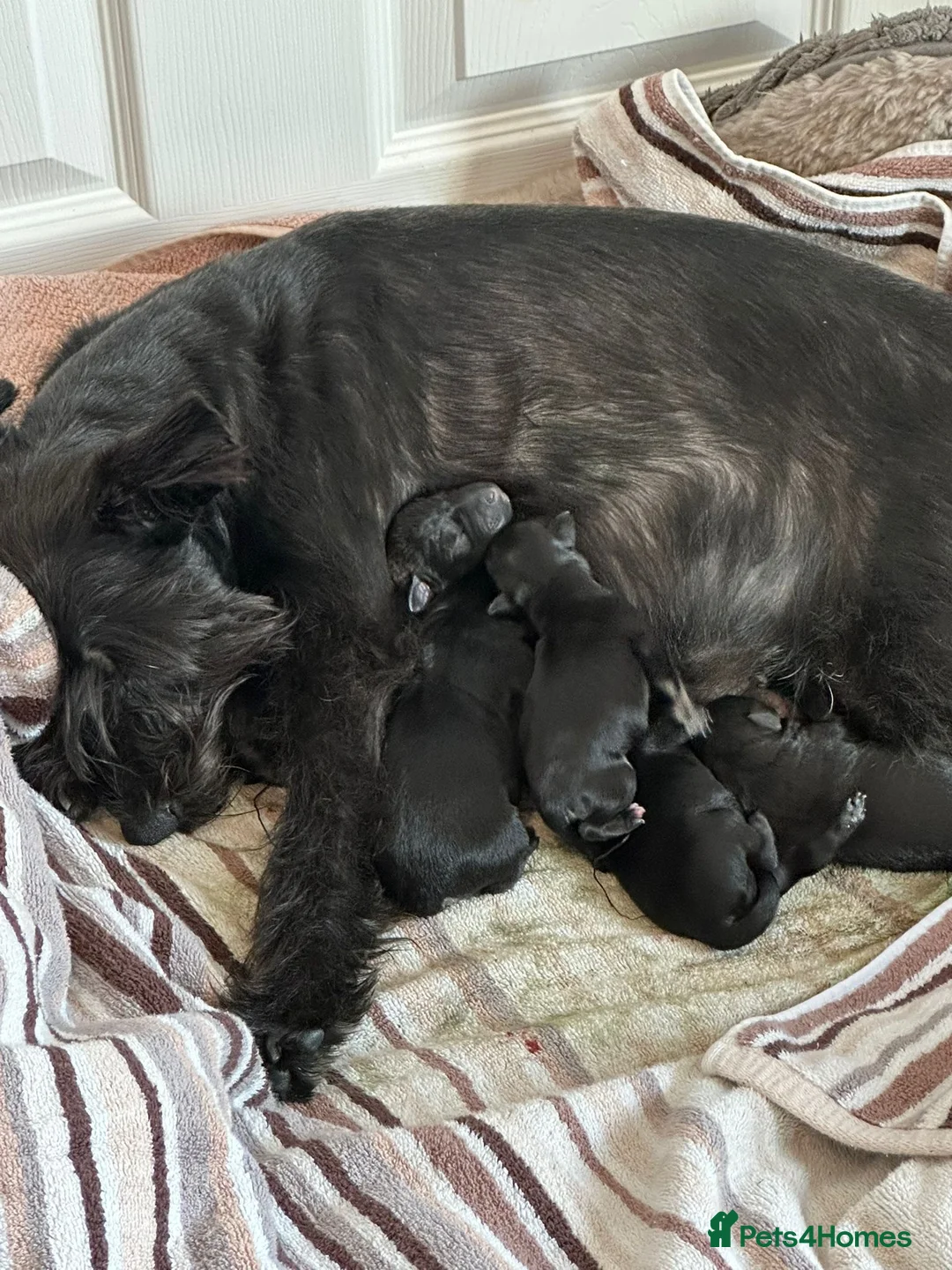 Miniature Schnauzer dogs for sale: Stunning Miniature Schnauzers - Advert 3