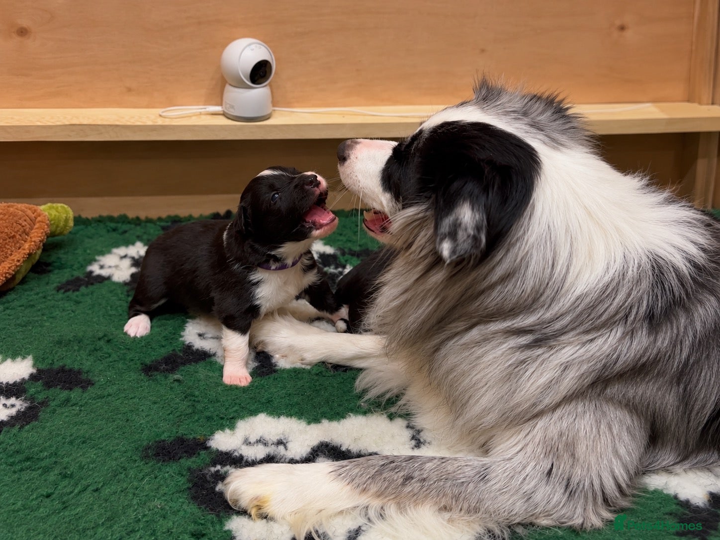 Border Collie dogs for sale: Beautiful Border Collie Puppies-KC Registered - Advert 2