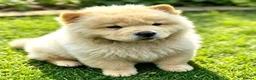 Chow Chow dogs for sale: KC registered chow chow male puppy Exceptional boy - Advert 9