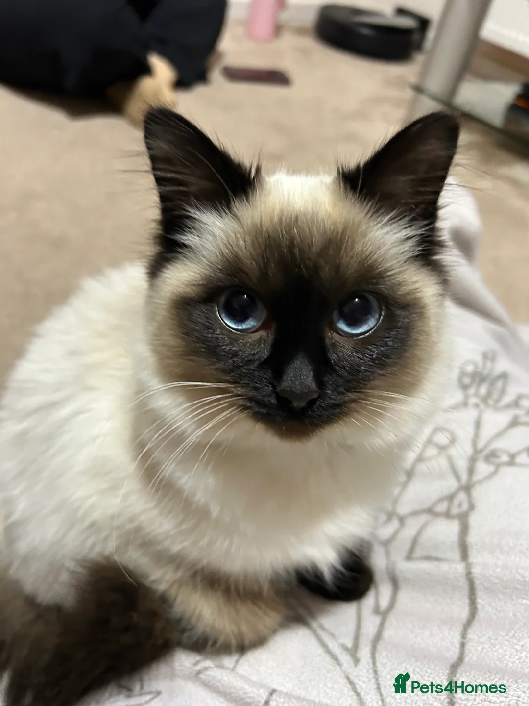 Ragdoll cats for sale: 18-Month-Old Female Ragdoll Seeking a Loving Home - Advert 5