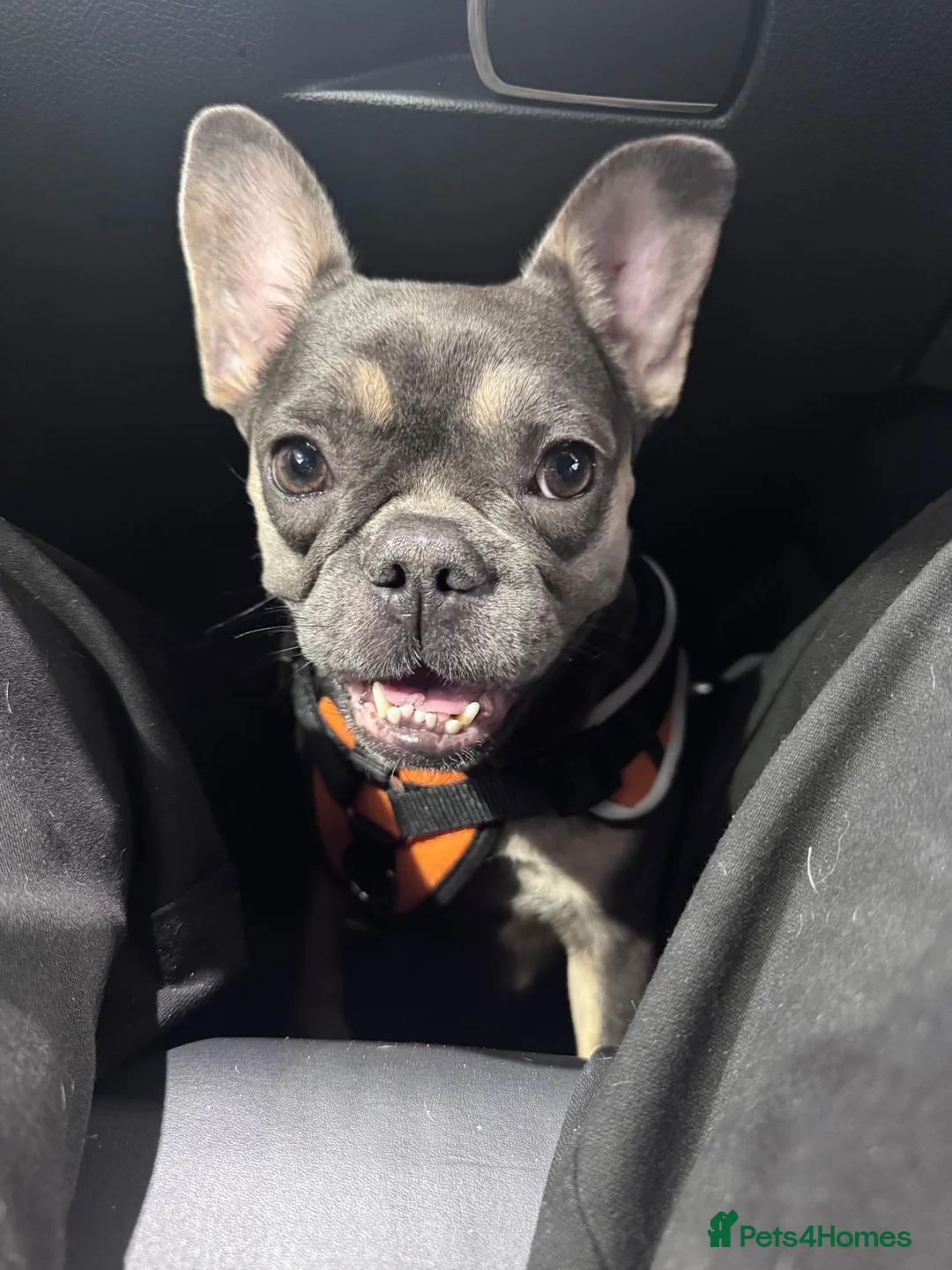 French Bulldog dogs for sale: K.C registered Female French Bulldog - Advert 2