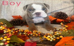 English Bulldog dogs for sale: Isabella and tri English bulldog puppy’s  - Image 1