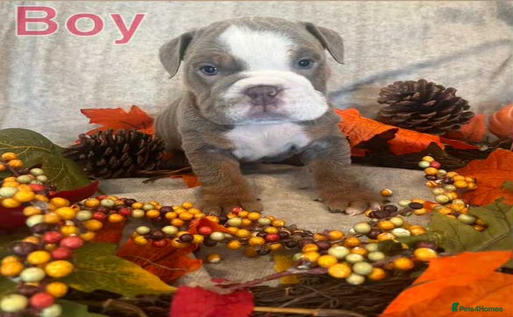English Bulldog dogs - Advert 13