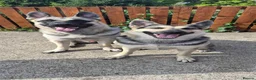 German Shepherd dogs for sale: East European Shepherd  in Porthmadog - Advert 1