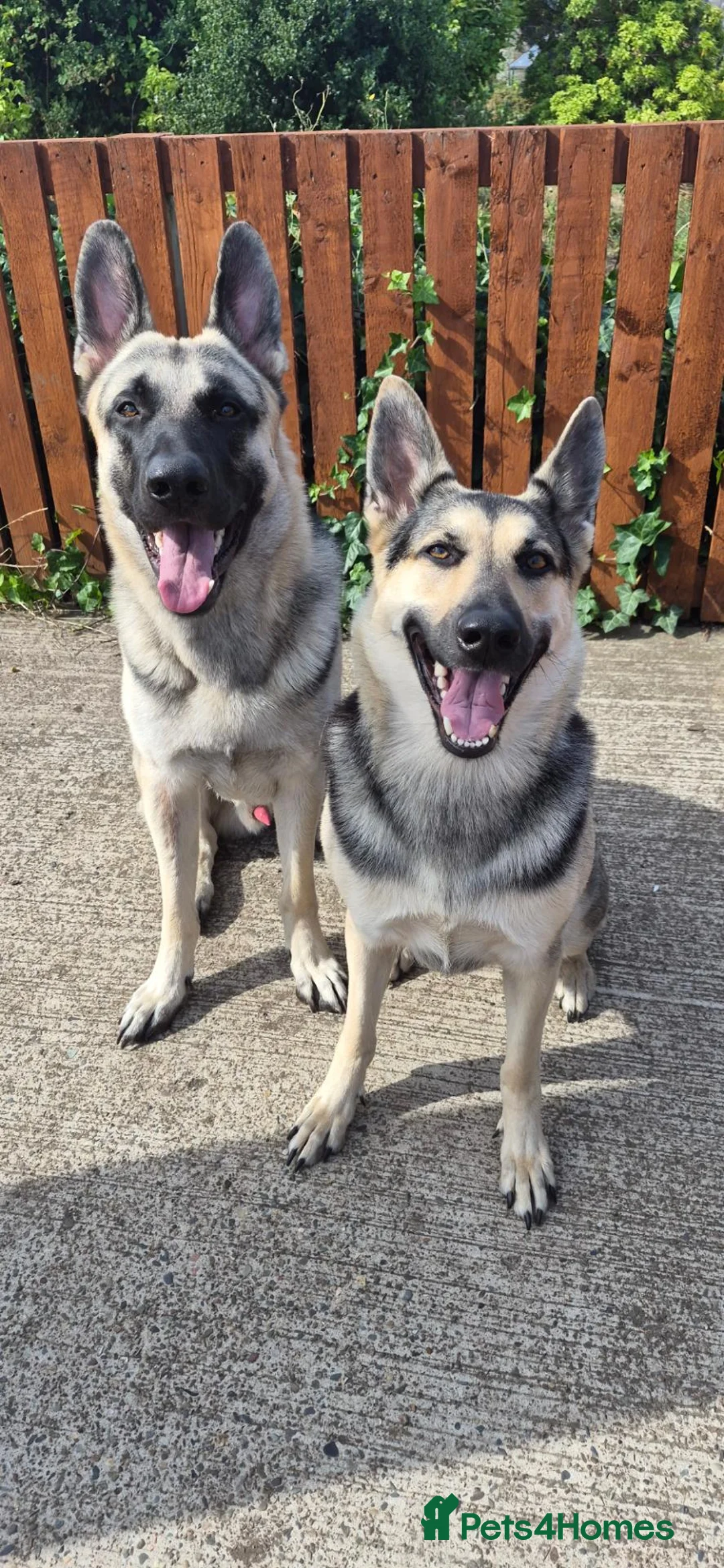 German Shepherd dogs for sale: East European Shepherd  in Porthmadog - Advert 1