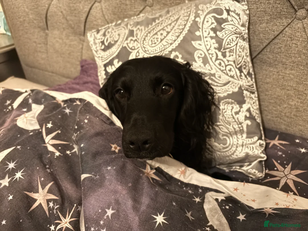 Cocker Spaniel dogs for sale: Cocker spaniel - Advert 3