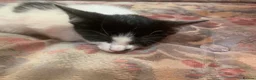 Mixed Breed cats for sale: Four adorable, cuddly kittens - Advert 17
