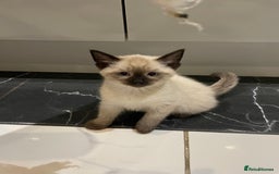 Mixed Breed cats for sale: Little siamese looking girl  - Image 5