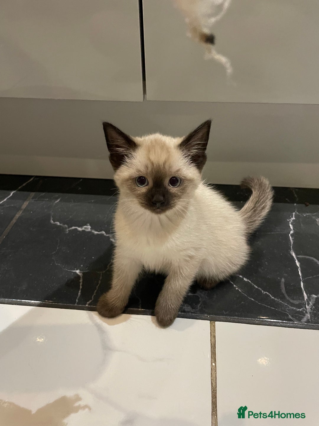 Mixed Breed cats for sale: Little siamese looking girl  - Image 5