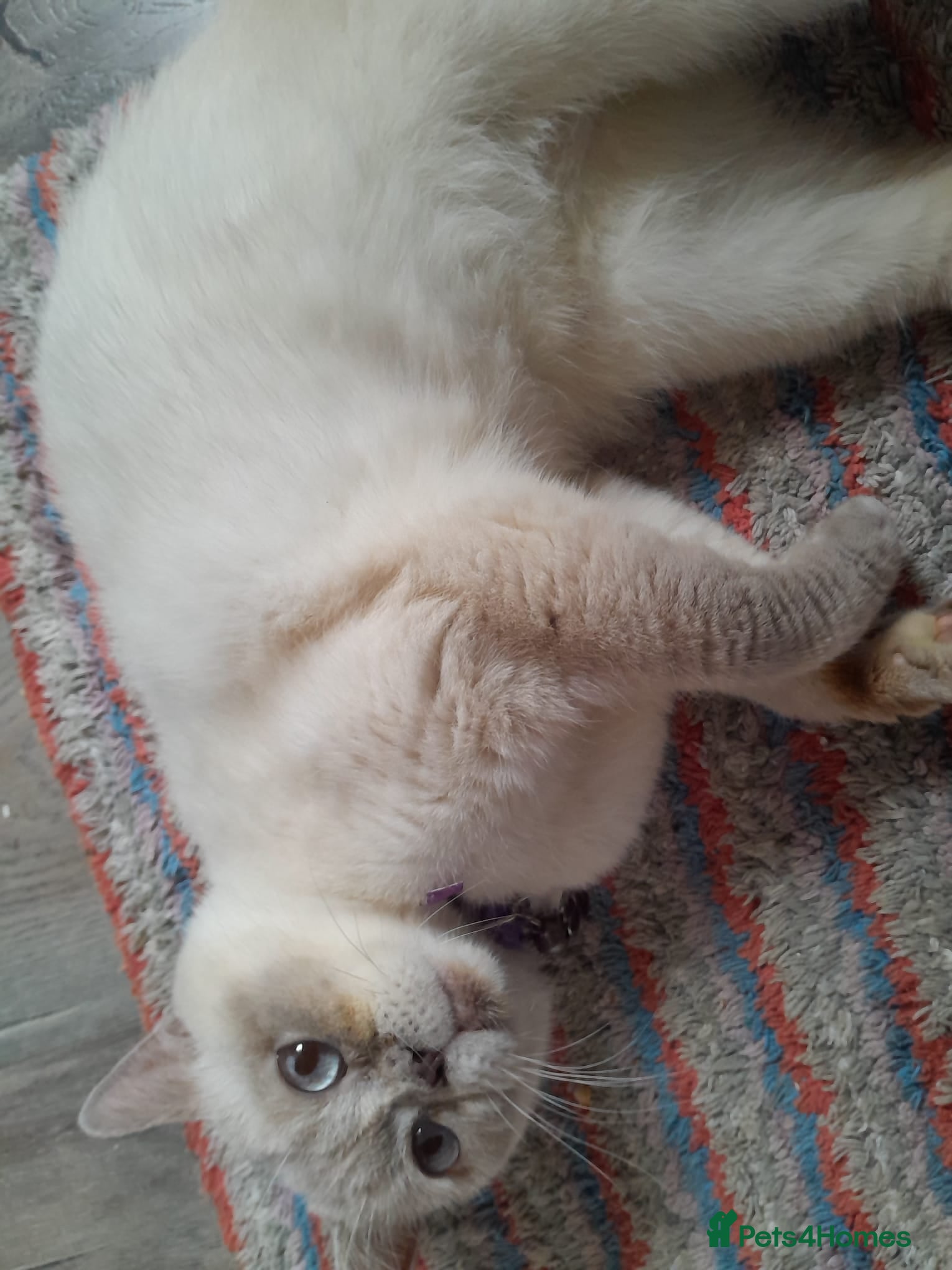 British Shorthair cats Beautiful queeni Gccf active  - Advert 5