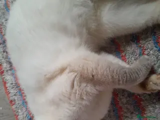 British Shorthair cats Beautiful queeni Gccf active - Advert 5