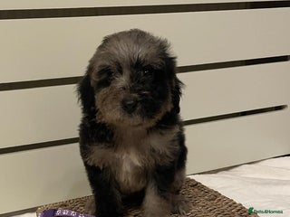 Goldendoodle dogs Beautiful Merle Goldendoodle puppies - Advert 4