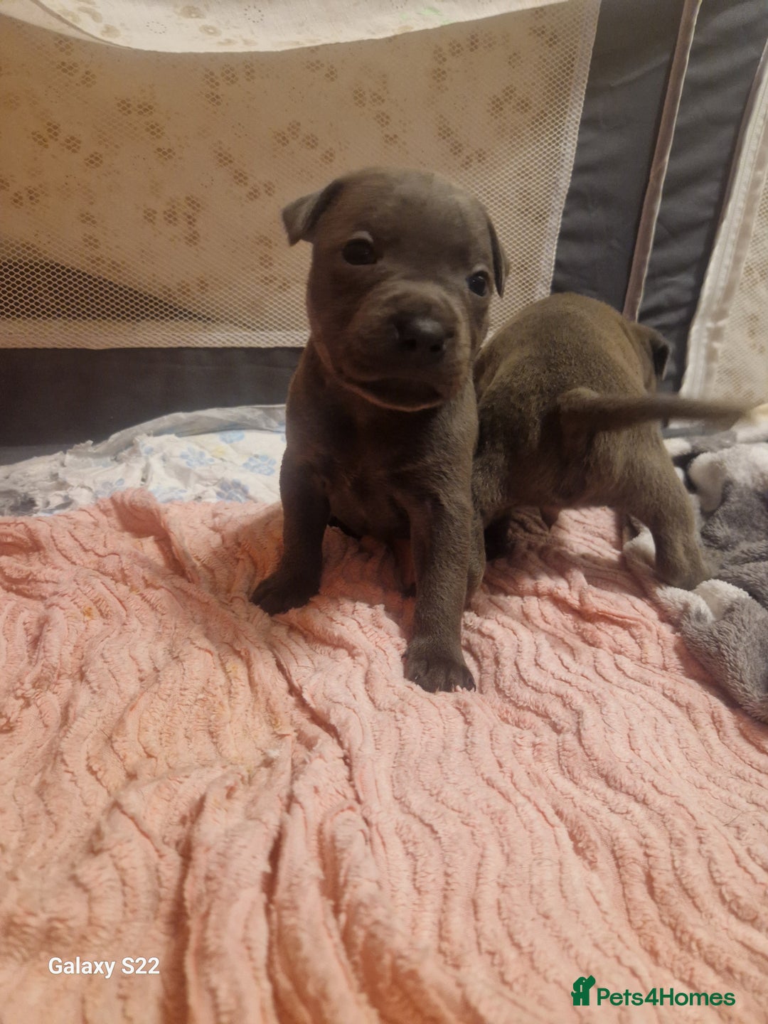 Staffordshire Bull Terrier dogs for sale: PIRO X PHARAON BLUE PUPS - Advert 19