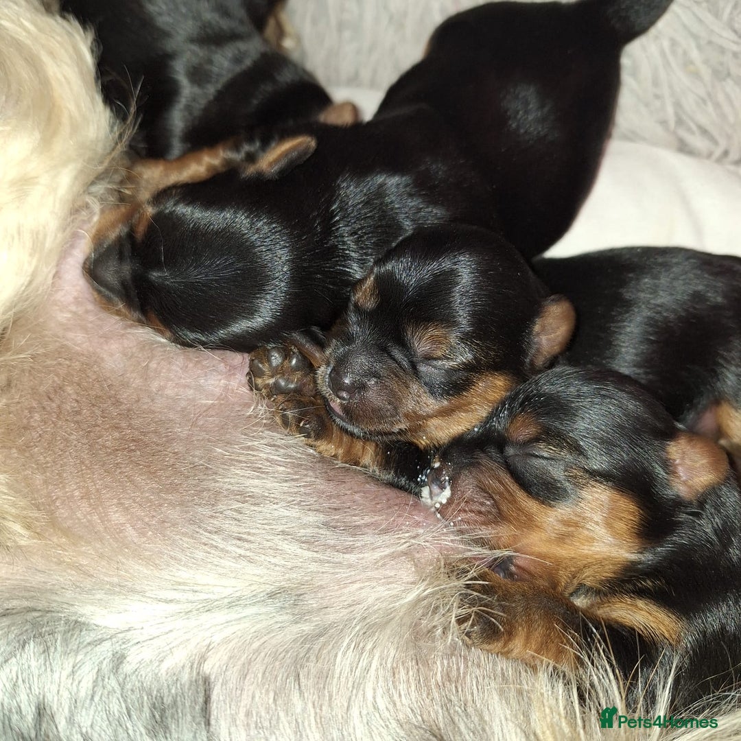 Yorkshire Terrier dogs for sale: Yorkshire Terrier Puppies – Ready 24 Dec - Image 9