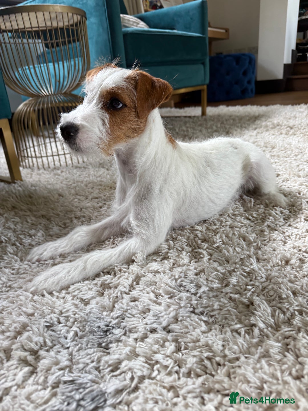 Parson Russell Jack Russel Welpen Kaufen Dog Jack Russel Parson