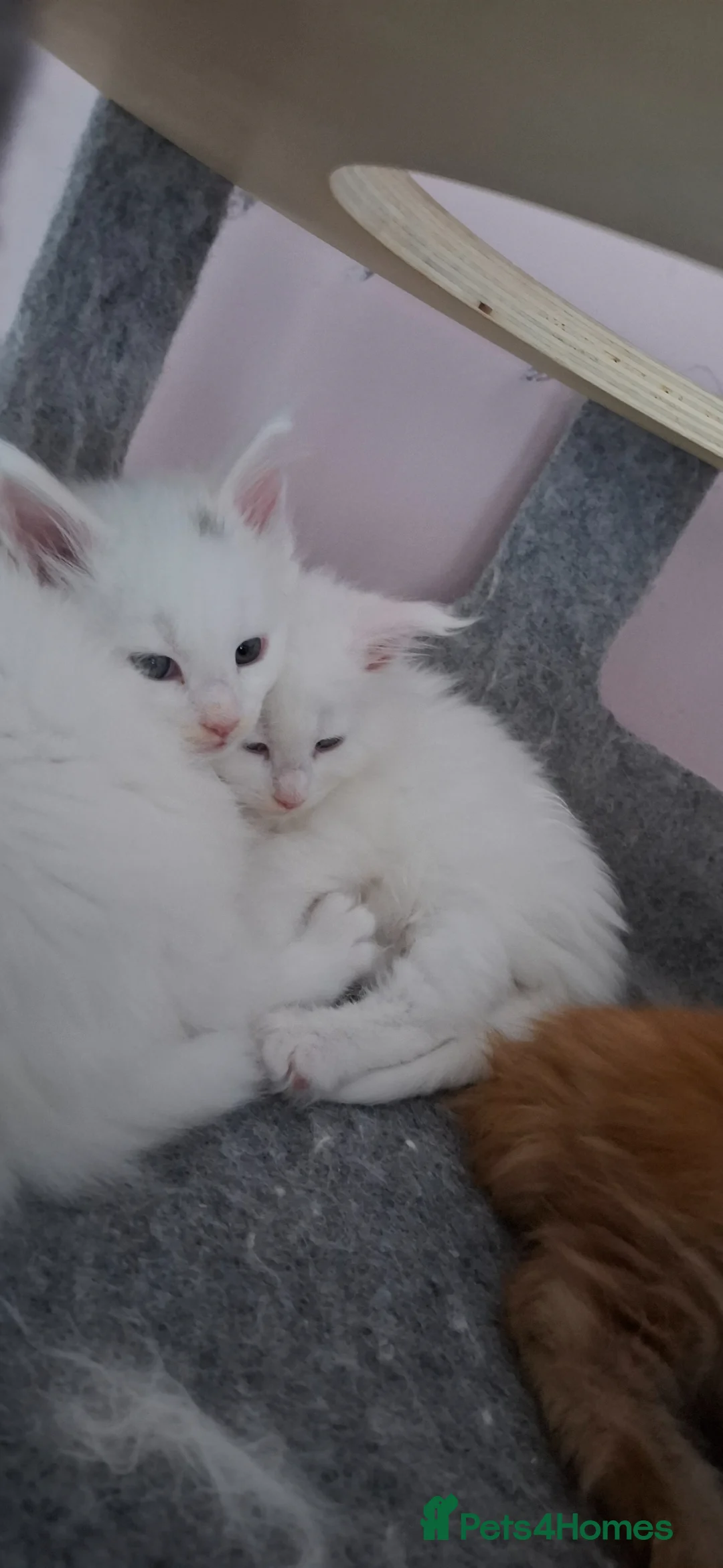Maine Coon cats for sale: Snow & Fire Maine Coon Kittens GCCF - Advert 2