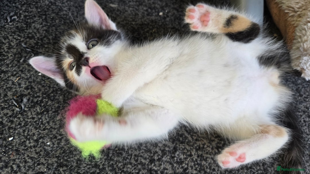 Mixed Breed cats for sale: 4 beautiful mixed breed playful kittens in Ingatestone - Image 11