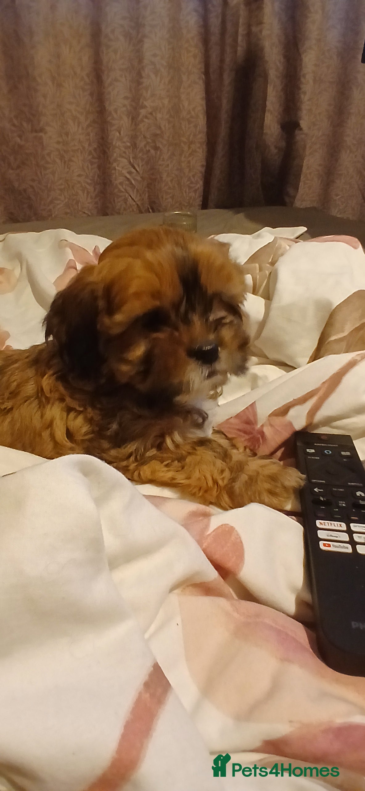 Mixed Breed dogs ** 1 MALE PUP LEFT ** Cava-Tzu puppies for sale  - Advert 16