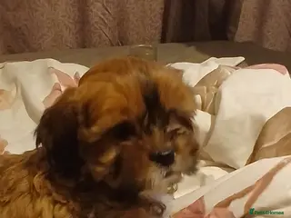 Mixed Breed dogs ** 1 MALE PUP LEFT ** Cava-Tzu puppies for sale - Advert 16