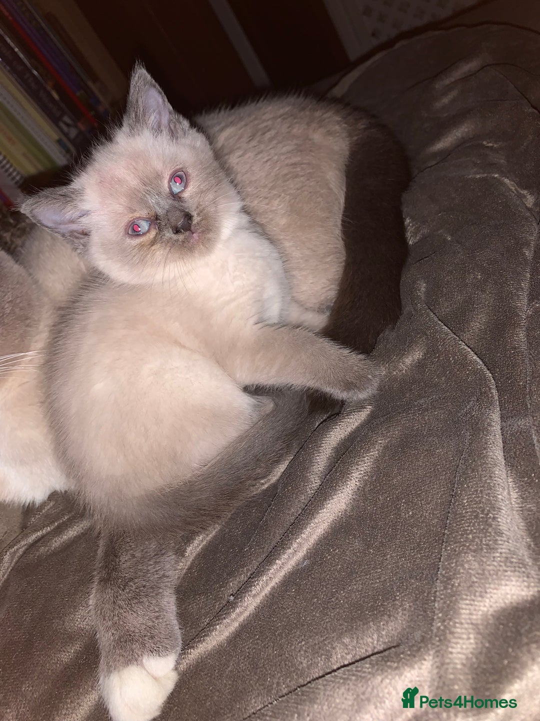 Persian cats for sale: cute 9wk old adorable bundle of joy Persian kitten - Advert 27