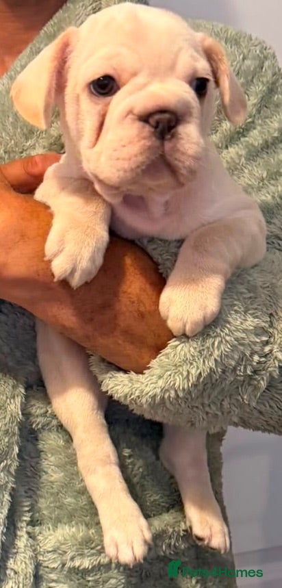 French Bulldog dogs French bulldog puppies  - Advert 2