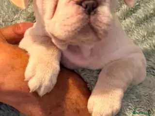 French Bulldog dogs French bulldog puppies - Advert 2