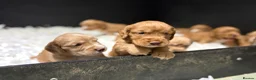 Cocker Spaniel dogs for sale: GORGEOUS GOLDEN HEALTH TESTED COCKER PUPPIES - Advert 10