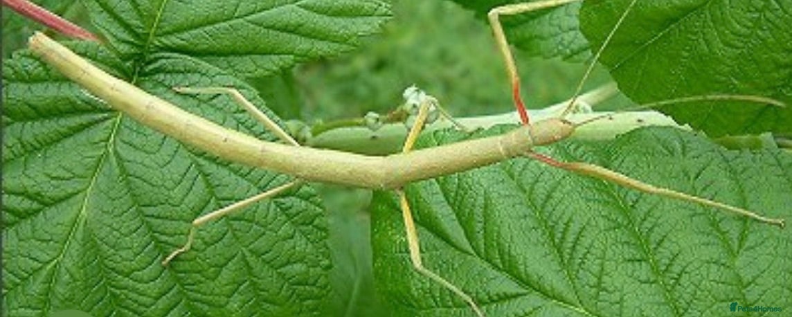 Stick Insects invertebrates Stick insects  - Advert 4