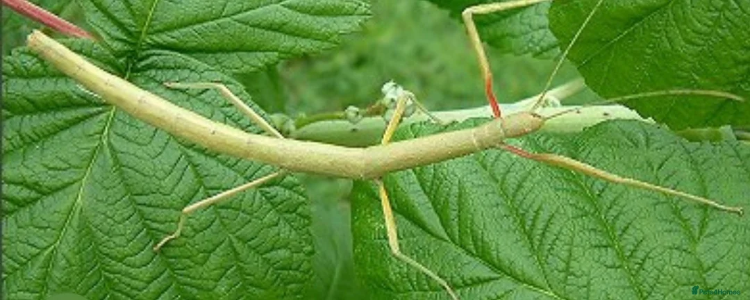 Stick Insects invertebrates for sale: Stick insects  in Glasgow - Advert 1