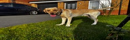 Labrador Retriever dogs for stud: Labrador Dog for stud - Advert 3