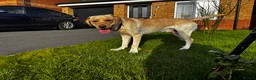Labrador Retriever dogs for stud: Labrador Dog for stud - Advert 4