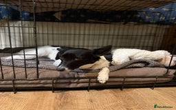 Mixed Breed dogs for adoption: 💖🐶 ELZA 🐶💖 - Image 4