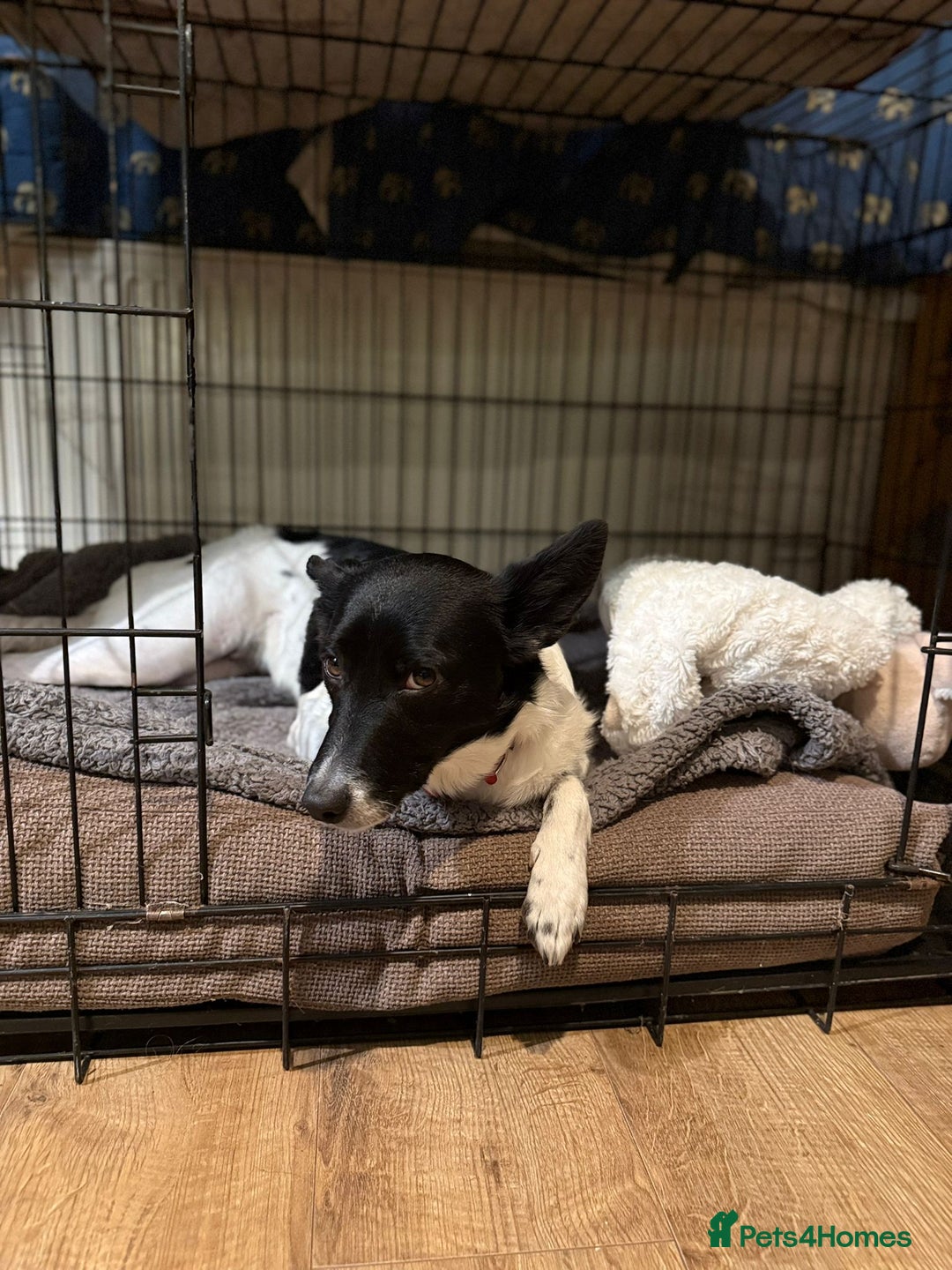 Mixed Breed dogs for adoption: 💖🐶 ELZA 🐶💖 - Image 4