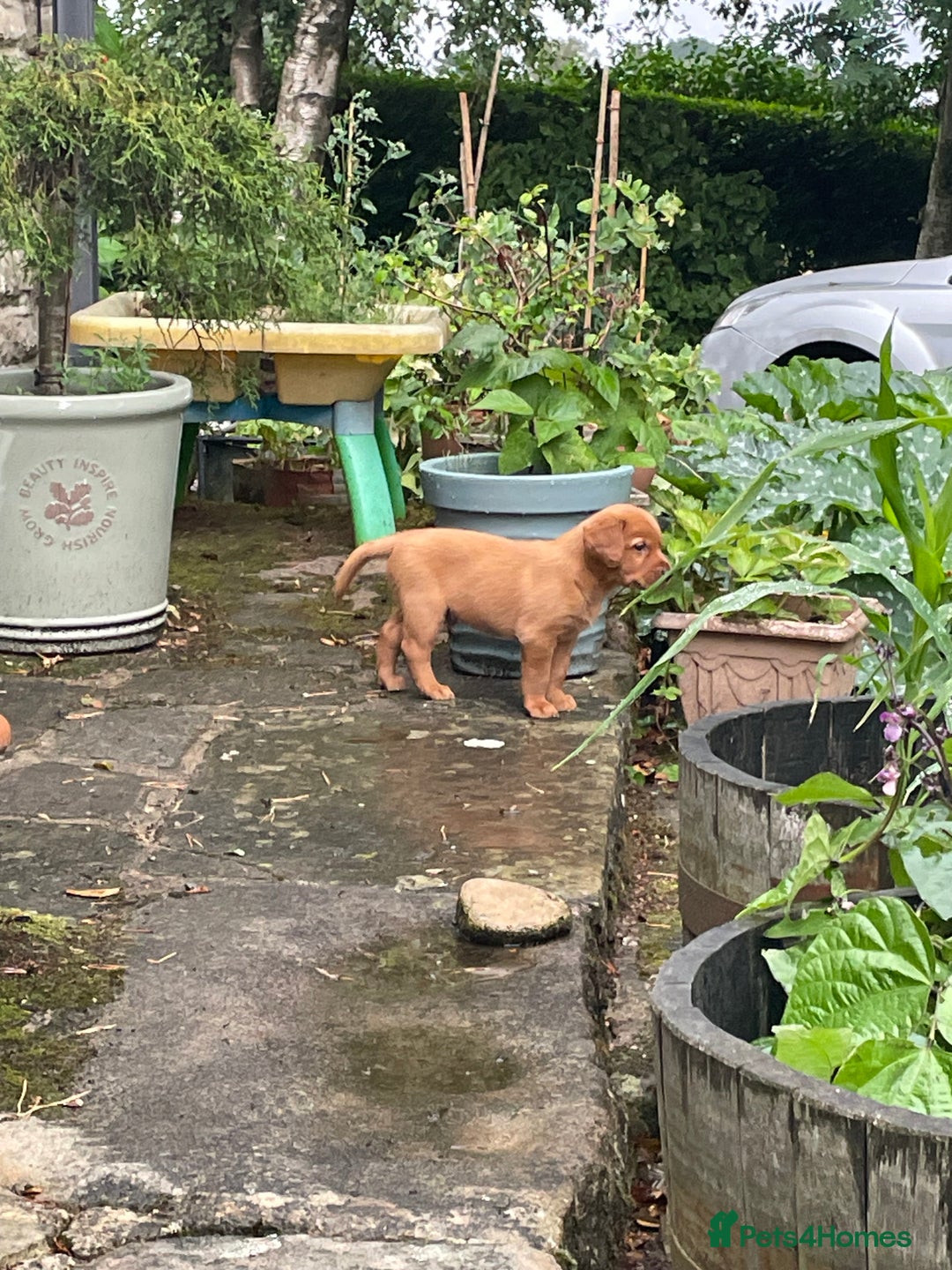 Mixed Breed dogs for sale: 3/4 Red Labrador 1/4 Golden Retriever  - Image 3