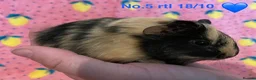 Guinea Pig rodents for sale: Gorgeous baby Guinea pigs - Advert 5