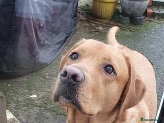 Labrador Retriever dogs Loving home needed for Ambrose, Male Labrador 4.5y - Advert 3