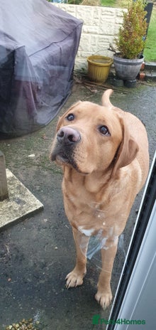 Labrador Retriever dogs Loving home needed for Ambrose, Male Labrador 4.5y - Advert 1