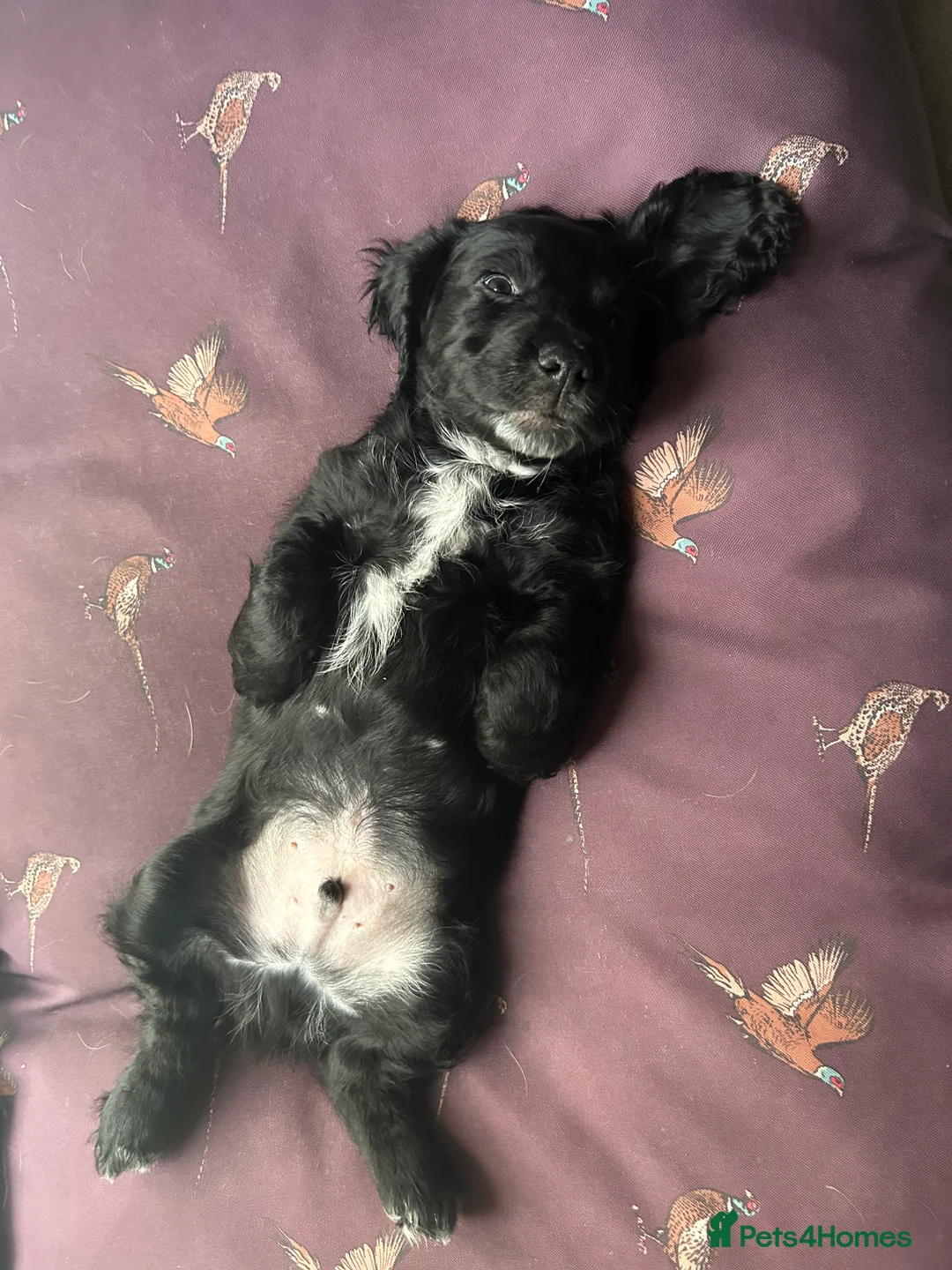 Cocker Spaniel dogs for sale: Kc reg black working cocker spaniel - Advert 5