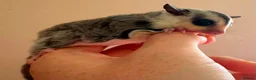 Sugar Glider rodents for sale: White face sugar glider Male 100% het leu - Advert 5