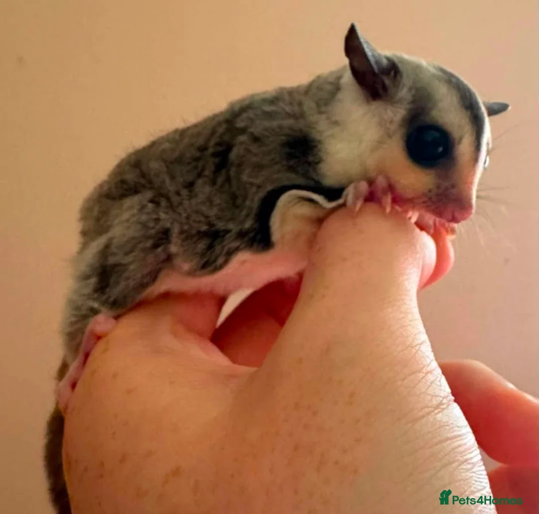 Sugar Glider rodents for sale: White face sugar glider Male 100% het leu - Advert 5