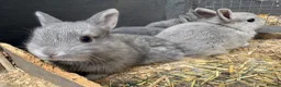 Netherland Dwarf rabbits for sale: Netherland dwarf x Rex  - Advert 11